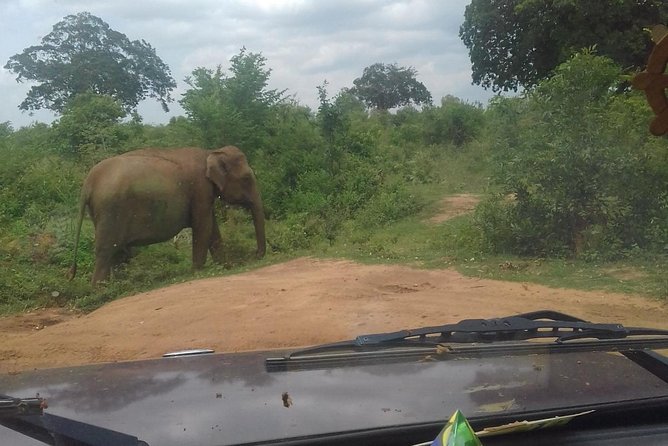 5 Day Private Tour Sri Lanka - Tour Details