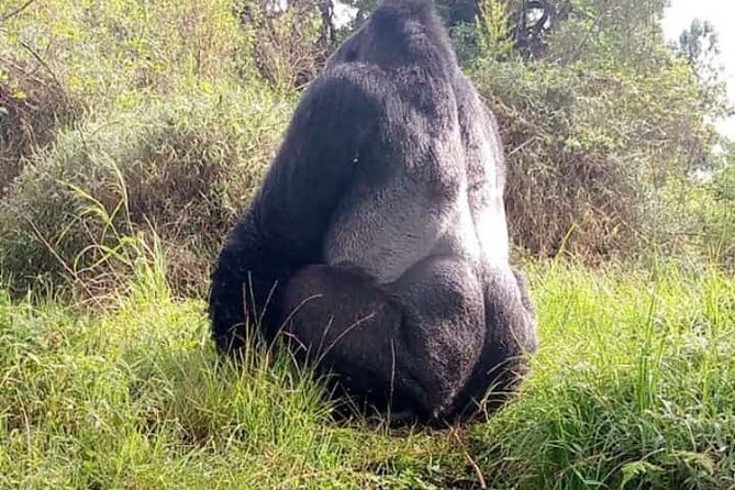 5 Days Christmas Holiday Gorilla, Chimpanzee and Game Safari - Day 4: Game Drive Adventure