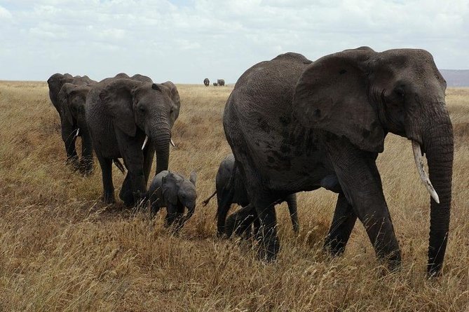 5 Days Dream of Africa Safari Adventure - Pickup and Transportation