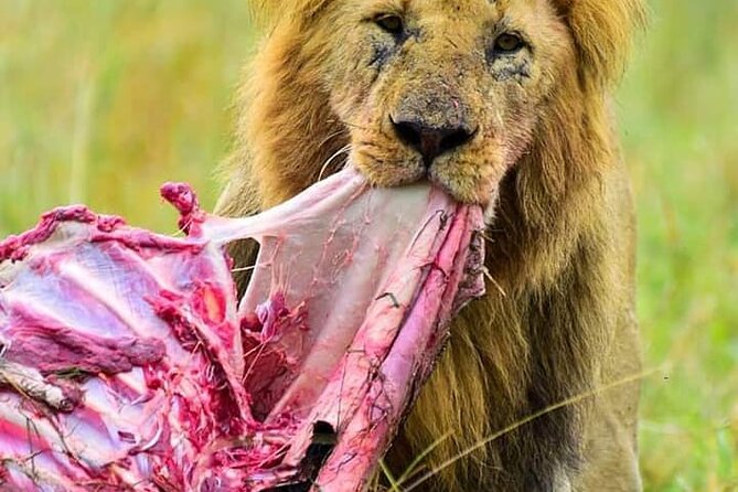 5 Days Kenya Adventurous Safari - Wildlife Spotting Opportunities