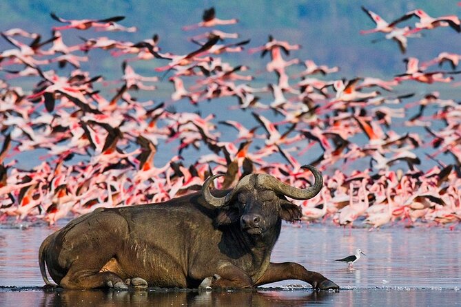5 Days Lake Naivasha Lake Nakuru And Masai Mara Safari Tour - Pickup Details