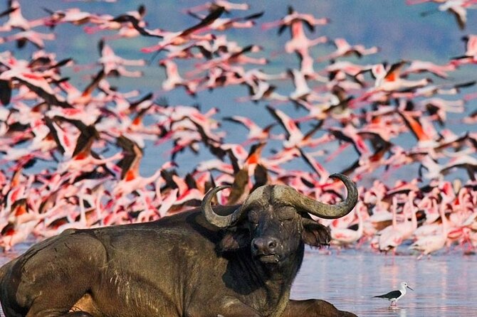 5 Days Masai Mara With Lake Nakuru and Naivasha Tour by 4x4 Jeep - Wildlife Encounters