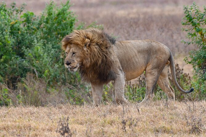 5 Days Migration Safaris - Meeting and Pickup Details
