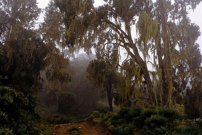 5 Days Mt Kenya Private Trekking- Sirimon - Chogoria Route - Day 3: Shiptons Camp