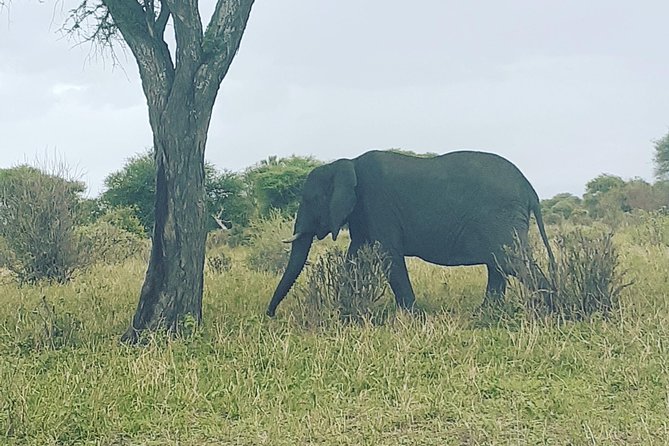 5 Days Selous & Mikumi National Park From Dar Es Salaam / Zanzibar - Meals Included