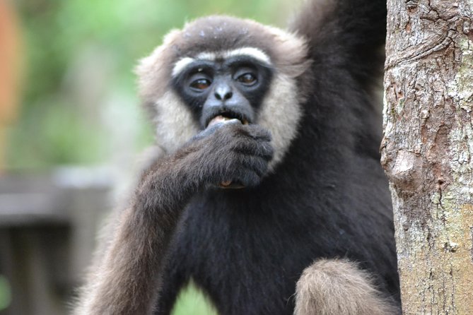 5 Days Truly Orangutan Wildlife Jungle Trail - Booking Information