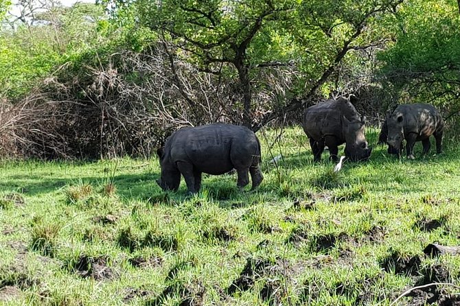 5 Days Uganda Wildlife Tour & Chimpanzee Habituation Experience - Pricing and Availability