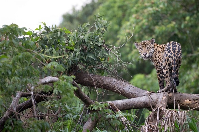 6-Day All Inclusive Private Guided Pacaya Samiria National Reserve From Iquitos - Frequently Asked Questions