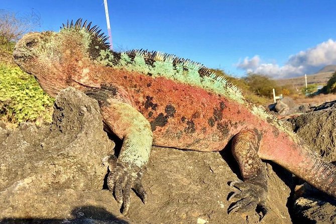 6-Day Galapagos Hotel-Based Tour: Snorkel,Hike,Wildlife in Isabela & Santa Cruz - Directions