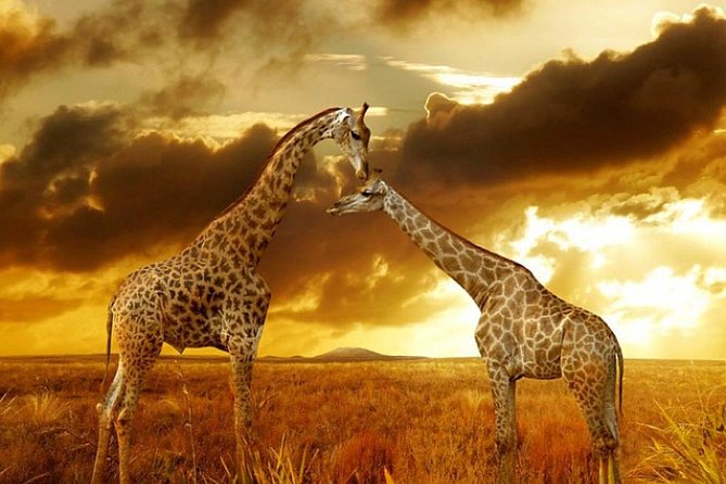 6-Day Masai Mara-Serengeti NP-Ngorongoro Hakuna Matata Safari - Transportation Information