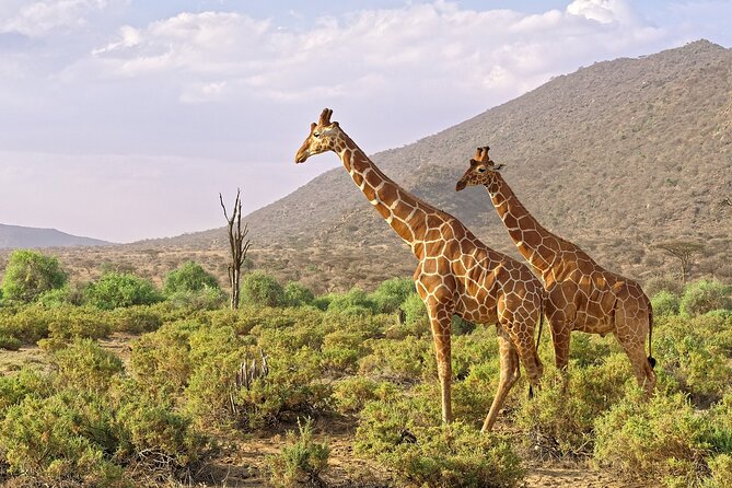 6-Day Private Tour in Samburu, Nakuru and Maasai Mara - Pricing and Group Size Options