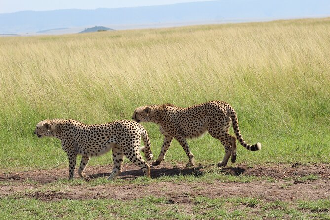 6-Day Safari Tour to Tarangire, Manyara, L. Eyasi & Ngorongoro - Day 4: Ngorongoro Conservation Area