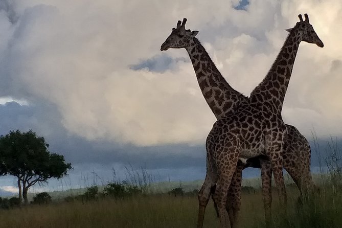 6 Day Selous Game Reserve and Kilwa Beach+Snorkeling+Boat Safari+Historical Site - Boat Safari Experience