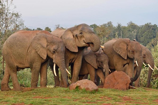 6 Days Aberdares, Lake Bogoria & Masai Mara Wildlife Safari - Price & Group Size