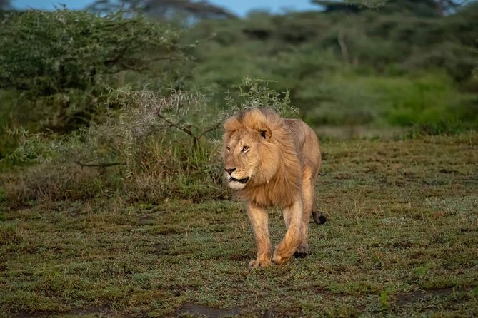 6 Days Budget Camping Tanzania Safari Highlights - Booking Information and Pricing