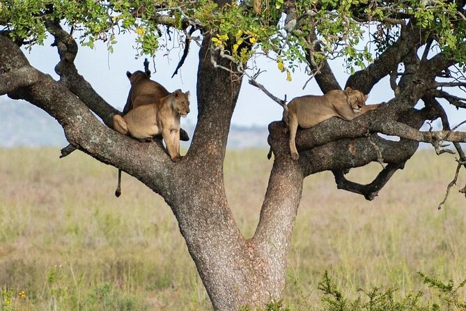 6 Days Camping Safari in Northern Tanzania - Pickup Information and Meeting Point