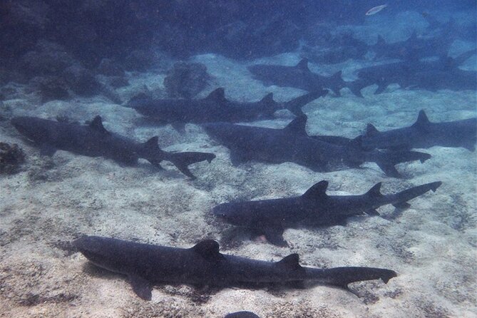 6 Days Galapagos Island Hopping - Reviews
