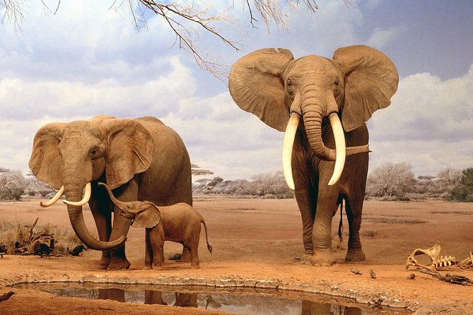 6 Days Kenya Safari Masai Mara, Lake Nakuru And Lake Baringo / Bogoria. - Dining Experiences