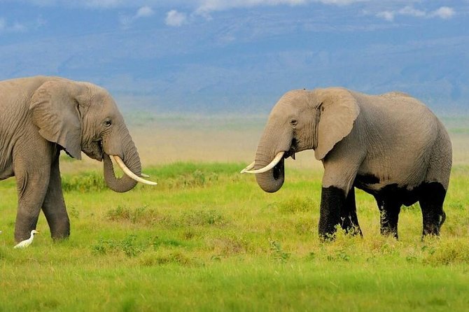6 Days Luxury Tented Camping Safari Adventure - Pricing and Cancellation Policy
