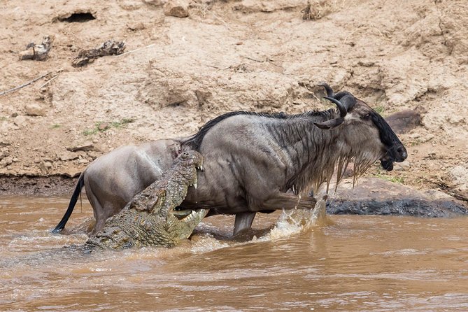 6 Days Migration Safari Serengeti and Ngorongoro Crater - Wildlife Encounters