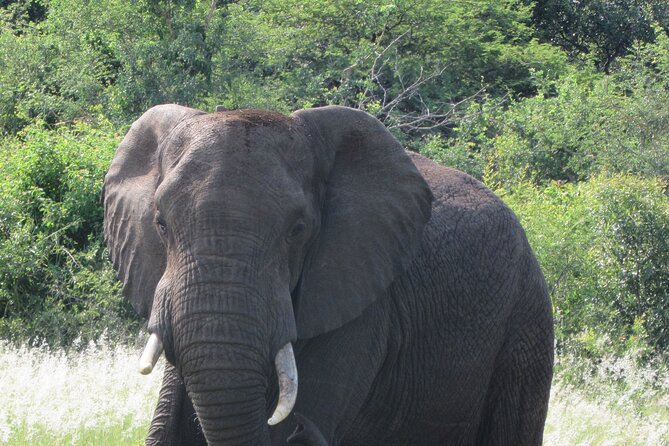 6-Days of Gorilla Safari, Chimps Tracking & Wildlife in Uganda - Day 4: Wildlife Safari Experience
