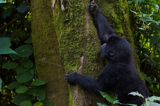 6 Days Primates and Game Drive Safari in Uganda - Day 4: Boat Cruise on Kazinga Channel