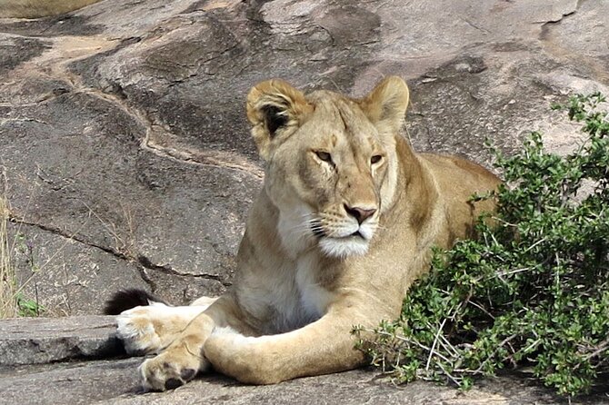 6 Days Private Midrange Tour of Tanzania Safari - Additional Information