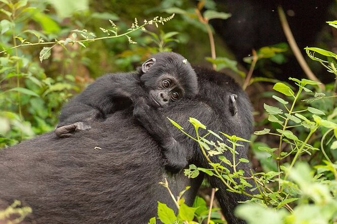 6 Days Queen Elizabeth , Bwindi and Lake Mburo Park Safari - Day 5: Lake Mburo National Park