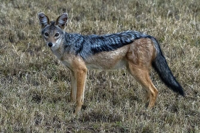 6 Days: Samburu Park, Lake Nakuru Park, Maasai Mara N Reserve