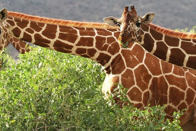 6 Days Samburu Sweetwaters Lake Nakuru & Lake Naivasha Wildlife Safari - Booking Information