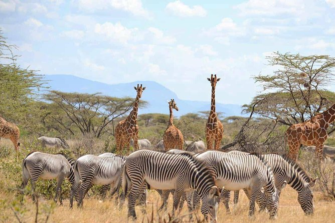 6 Days Samburu Sweetwaters Lake Nakuru & Lake Naivasha Wildlife Safari - Booking Information and Pricing