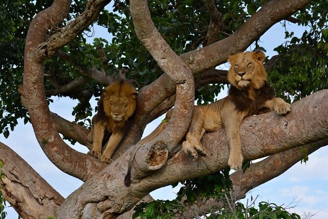 6 Days Savannah Wildlife &Primates Safari Trip. - Transportation Logistics