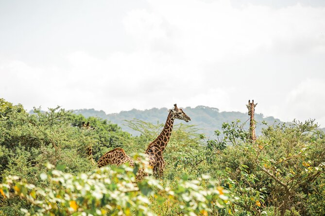 6 Days Serengeti Big Five Mid-Range Lodge Safari in Tanzania - Important Notes