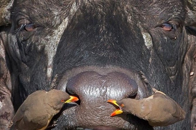 6 Days Tanzania Budget Camping Safari - Important Considerations