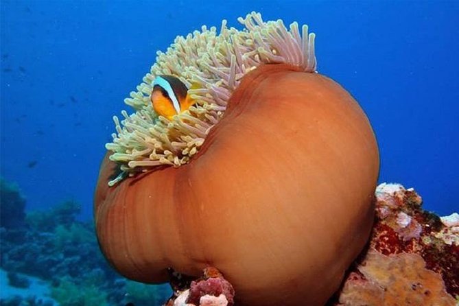 6 Dive Package at Ras Mohamed and Tiran Strait - Location Details