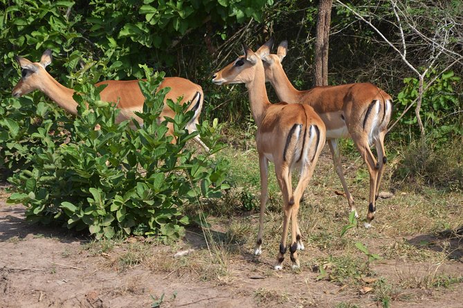 6 Exciting Days in Rwanda - Important Tour Information