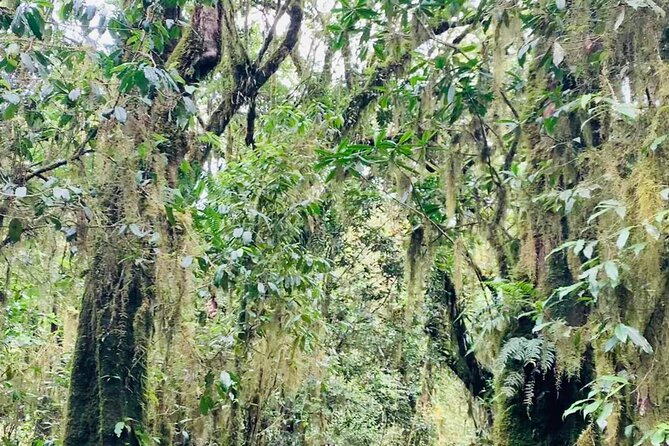 6 Hours Kilimanjaro Day Hike to Mandara Hut and Maundi Crater - Directions and Reservation Options