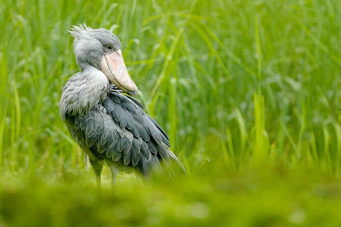 6 Hours Shoebill Stock and Mabamba Birding Private Experience - Meeting Logistics