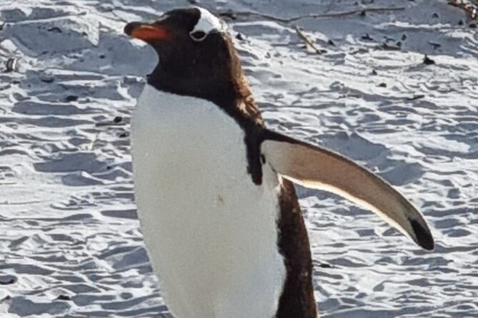 6 Hours Wild Tour With Penguins, Elephant Seals in East Falklands - Itinerary Highlights