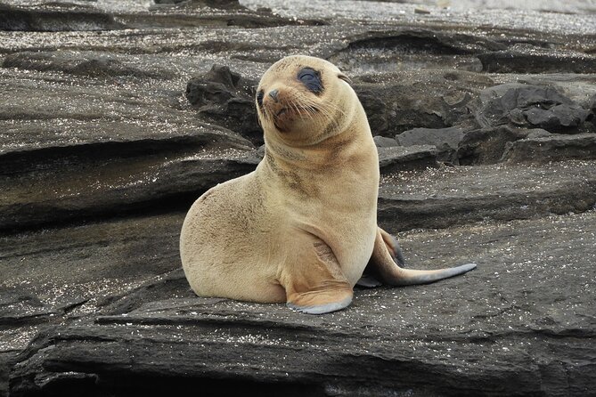 7-Day Luxury Safari Tour of the Galapagos Islands - Transportation Logistics