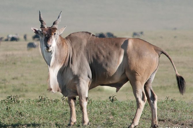 7 Days / 6 Nights Join Group Safari - Booking Confirmation Process