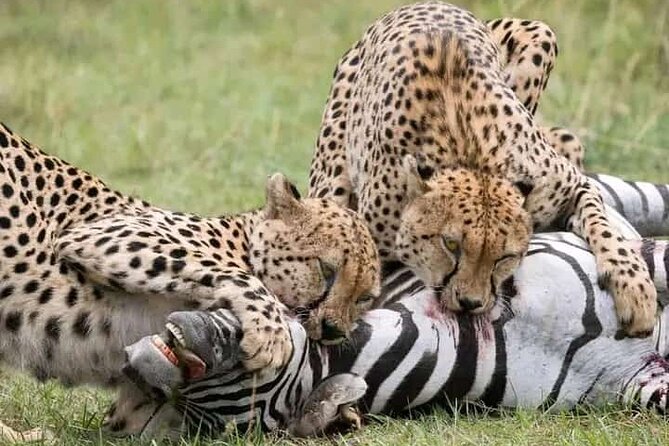 7 Days Adventurous Maasai Mara – Naivasha – Nakuru – Amboseli - Day 6: Amboseli Continued