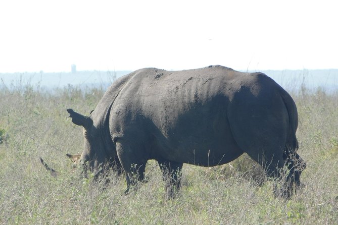 7 Days Bigfive Safari - NAIROBI - Meal Inclusions