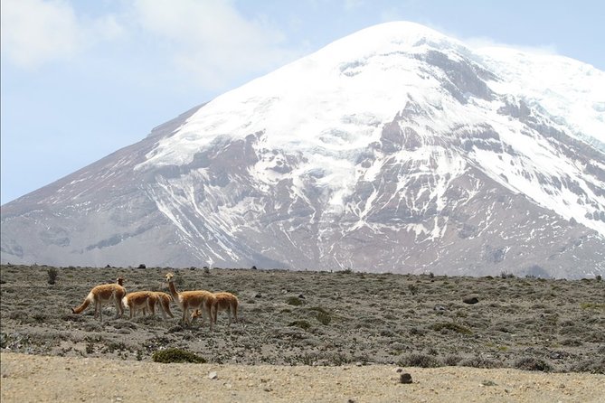 7 Days Cultural Experience Through the Andes - Day 7: Farewell and Departure