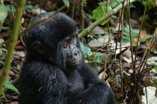 7 Days Gorilla and Queen Elizabeth Park Safari - Cancellation and Refund Policy