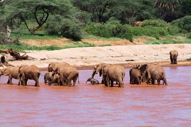 7 Days Safari Tour Starting From Mombasa - Day 4: Safari in Lake Nakuru National Park