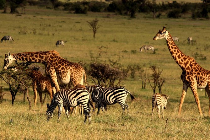 7 Days Samburu, Lake Naivasha & Masai Mara National Reserve - Day 6: Masai Mara Game Drives