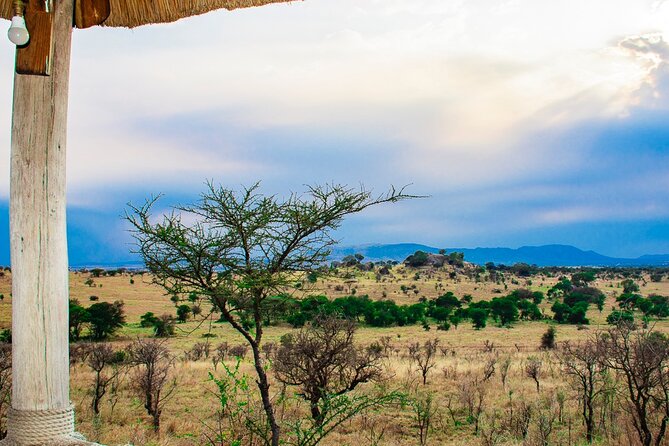 7 Days Simba Luxury Adventure Safari With Transfer - Exciting Safari Activities