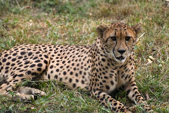 7 Days Tanzania Wildlife Migrations Adventures Safari Holiday-2021 - Cultural Experiences Included