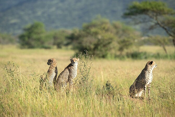 7 Days Tanzania Wildlife Safari: Manyara, Ngorongoro, Serengeti - Park Permits and Fees